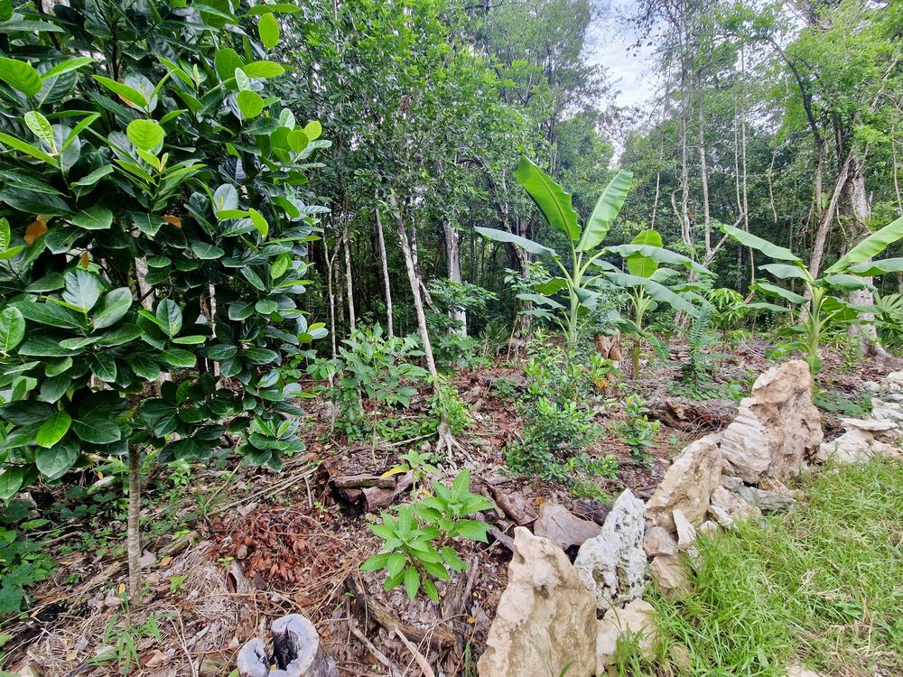 Virgin rainforest on the land