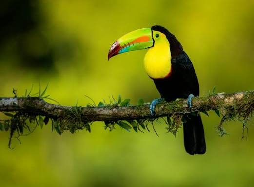 A keel-billed toucan perched on a branch in the jungle